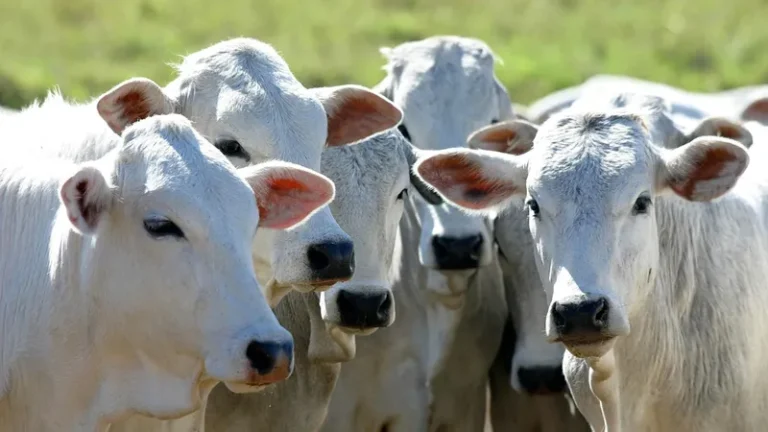 agro-brasileiro-reage-e-vence-protecionismo-frances-171039_800x450