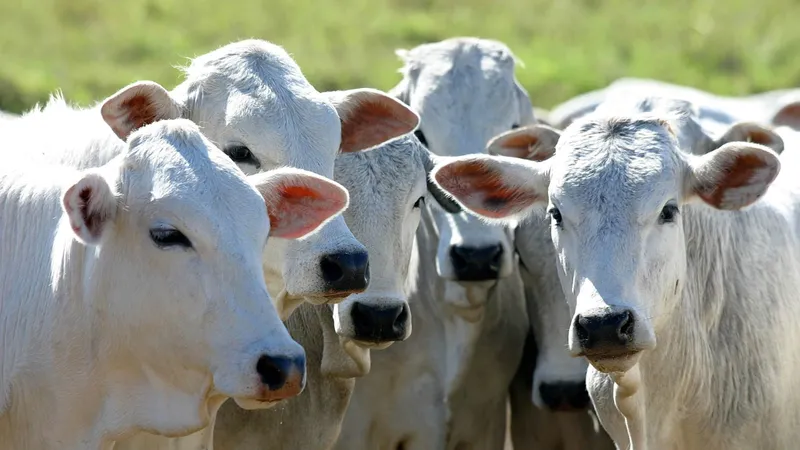 agro-brasileiro-reage-e-vence-protecionismo-frances-171039_800x450