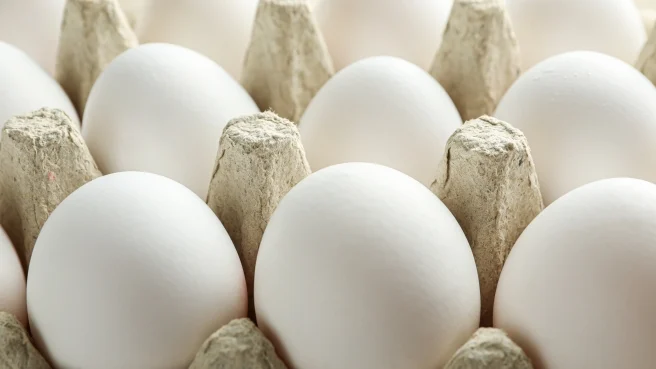ovo-ovos-envato-1-6hFrh
