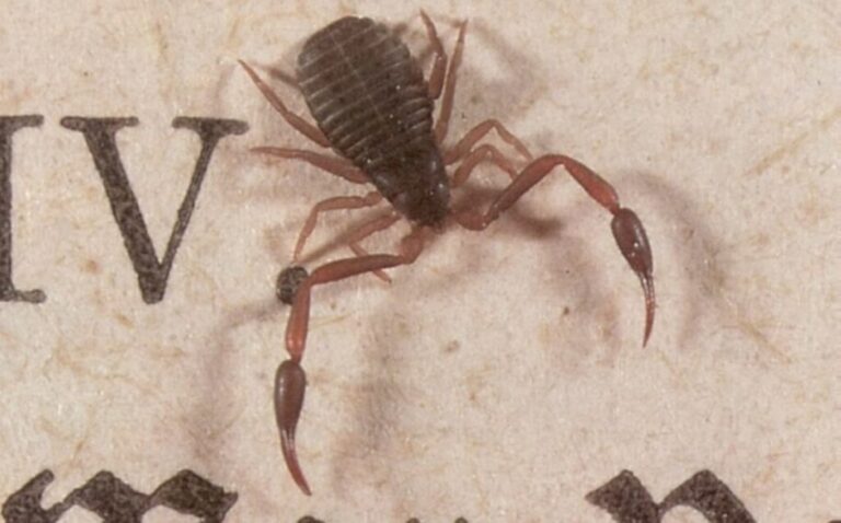 pseudoescorpioes-1